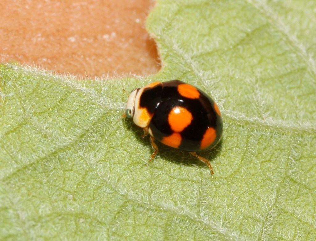 Brachiacantha decora