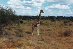 Giraffa camelopardalis reticulata