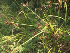 Scirpus atrovirens