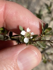 Leptospermum brevipes