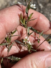 Leptospermum brevipes