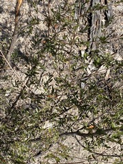 Leptospermum brevipes