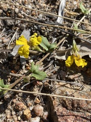 Goodenia glabra