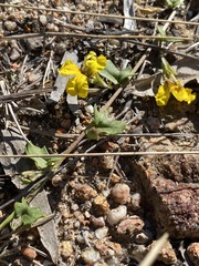 Goodenia glabra