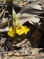 Goodenia glabra
