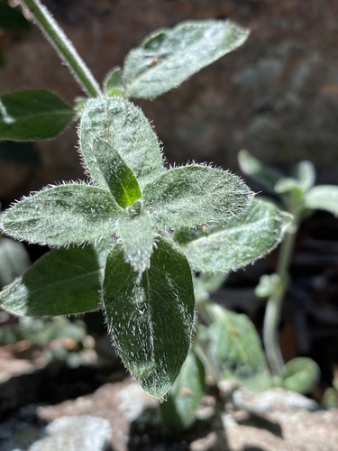 Image of Opercularia hispida by (c) Greg Tasney, some rights reserved (CC BY-SA)