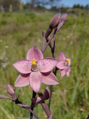 Thelymitra × irregularis