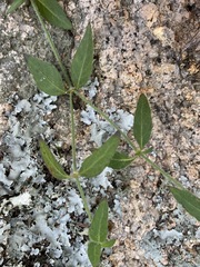 Opercularia hispida