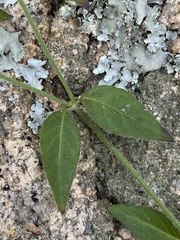 Opercularia hispida