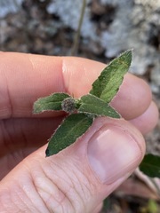 Opercularia hispida