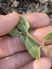 Opercularia hispida