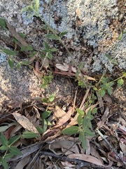 Opercularia hispida