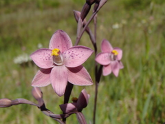 Thelymitra × irregularis