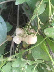 Zehneria