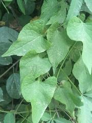 Zehneria