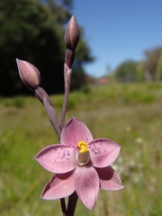 Thelymitra × irregularis
