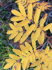 Sorbus sitchensis sitchensis