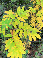 Sorbus sitchensis sitchensis