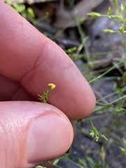 Arenaria leptoclados