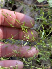 Arenaria leptoclados