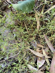 Arenaria leptoclados