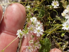 Stellaria leptoclada