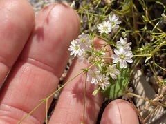 Stellaria leptoclada