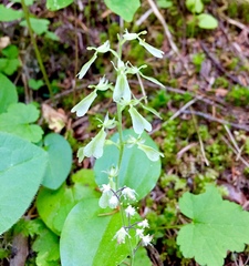 Neottia convallarioides