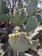 Opuntia spinulifera
