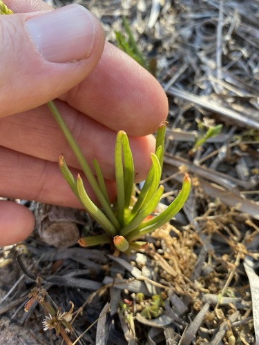 Bulbine semibarbata