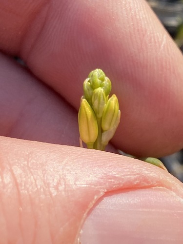 Bulbine semibarbata