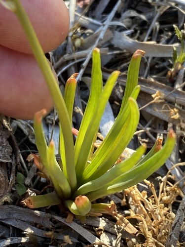 Bulbine semibarbata