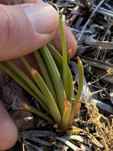 Image of Leek Lily (Bulbine semibarbata) by (c) Greg Tasney, some rights reserved (CC BY-SA)