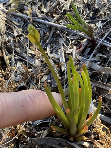 Image of Leek Lily (Bulbine semibarbata) by (c) Greg Tasney, some rights reserved (CC BY-SA)
