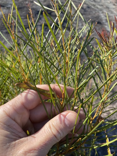 Image of Acacia adunca by (c) Greg Tasney, some rights reserved (CC BY-SA)