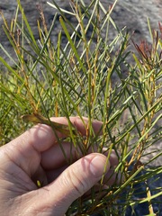 Acacia adunca