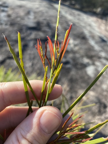 Image of Acacia adunca by (c) Greg Tasney, some rights reserved (CC BY-SA)