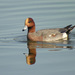 Eurasian Wigeon - Photo (c) Len Blumin, some rights reserved (CC BY-NC-ND)