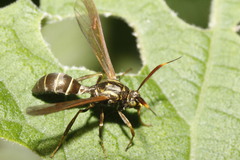 Pseudosphex melanogen