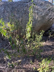 Olearia fulgens