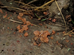 Ditangium cerasi