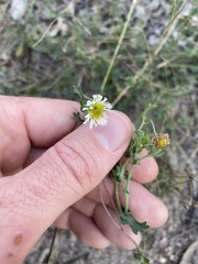 Brachyscome stuartii