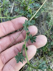 Brachyscome stuartii