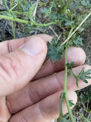 Brachyscome stuartii