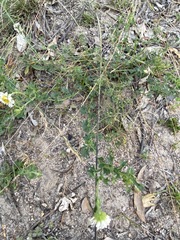 Brachyscome stuartii