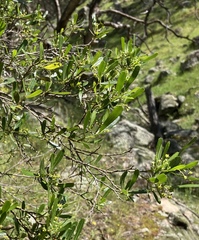 Dodonaea viscosa cuneata