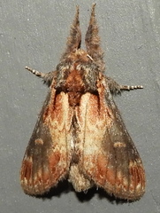 Notodonta scitipennis