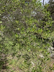 Dodonaea viscosa cuneata