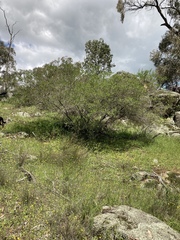 Dodonaea viscosa cuneata