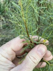 Pimelea neoanglica